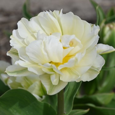 Tulipa 'Gerard Dou'
