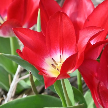 Tulipa 'Joost van den Vondel'