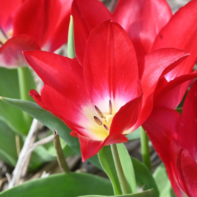 Tulipa 'Joost van den Vondel' Tulipa 'Joost van den Vondel'