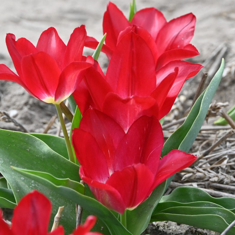 Tulipa 'Joost van den Vondel' Tulipa 'Joost van den Vondel'