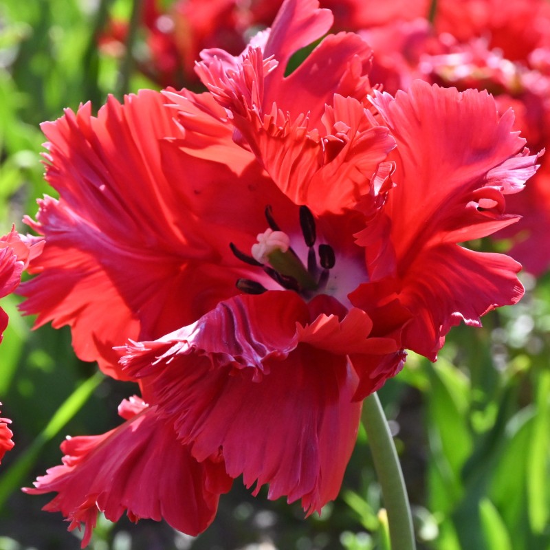 Tulipa 'Red Champion' Tulipa 'Red Champion'