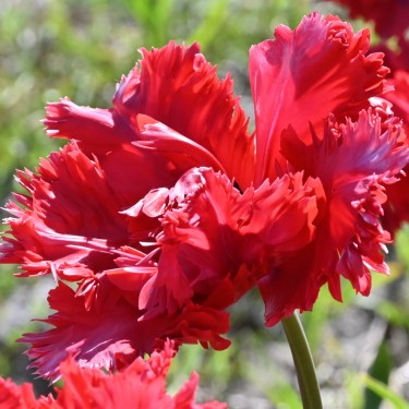 Tulipa 'Red Champion' Tulipa 'Red Champion'