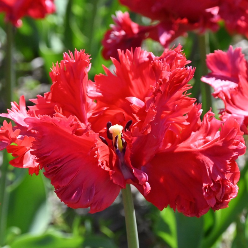 Tulipa 'Red Champion' Tulipa 'Red Champion'