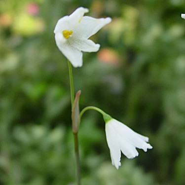 Acis autumnalis 'September Snow'