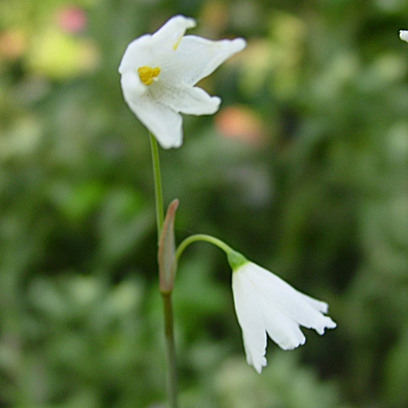 Acis autumnalis 'September Snow'