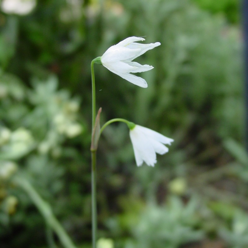 Acis autumnalis 'September Snow'