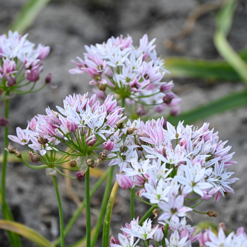 Allium 'Cameleon' Allium 'Cameleon'