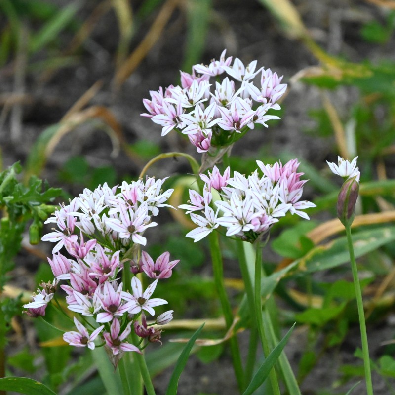 Allium 'Cameleon' Allium 'Cameleon'