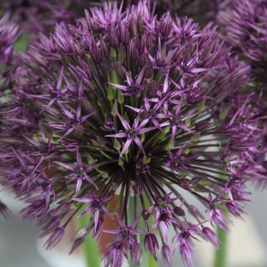Allium 'Atlas' ®
