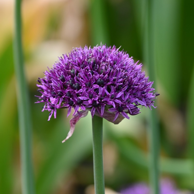 Allium 'Chicago' Allium 'Chicago'