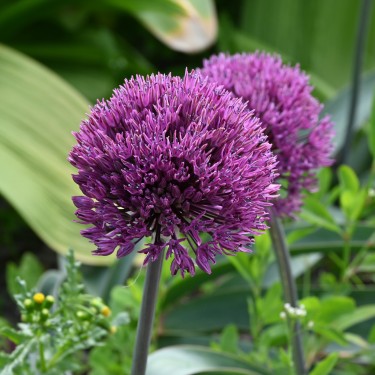 Allium 'Dallas'