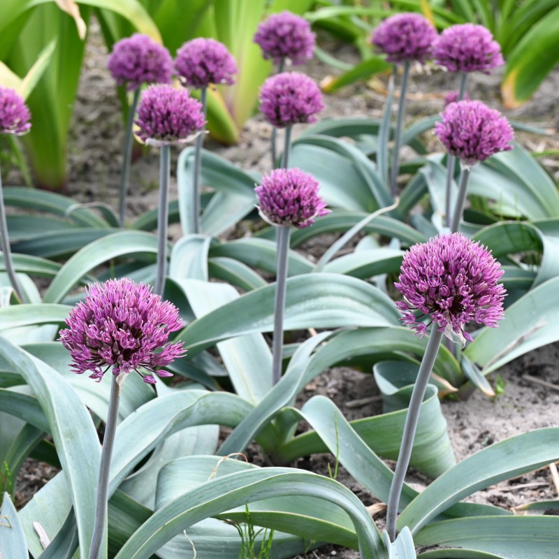 Allium 'Dallas'