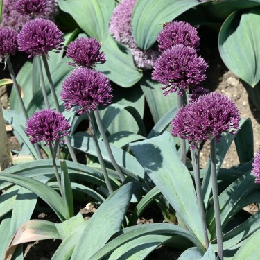Allium 'Dallas'