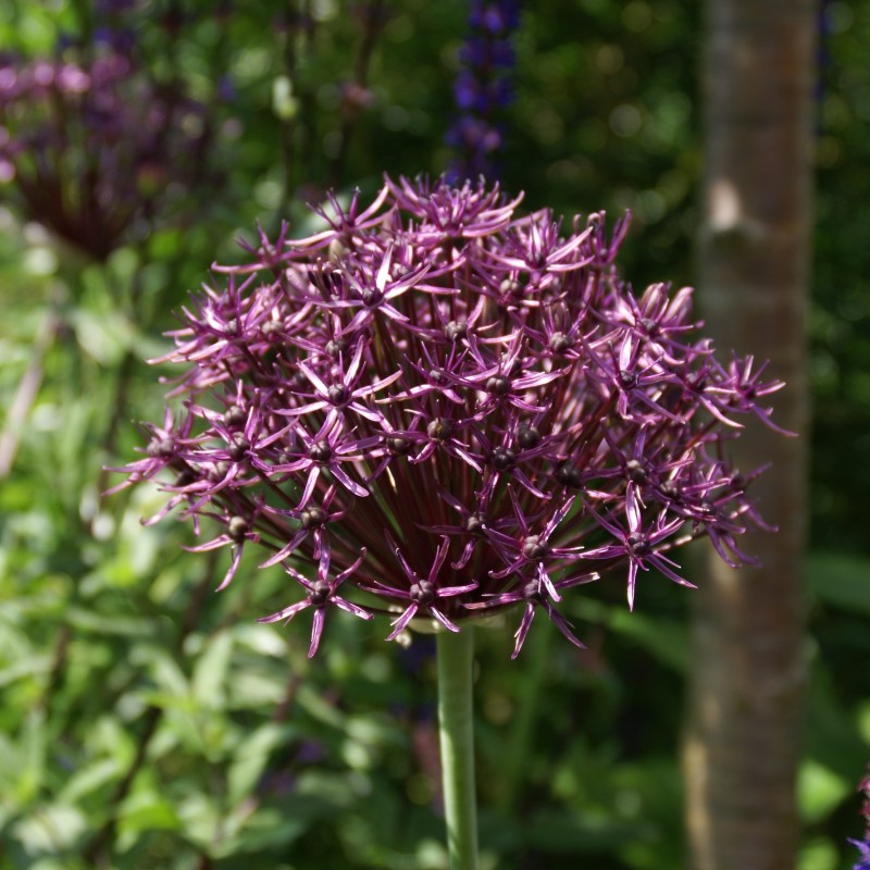 Allium 'Firmament' Allium 'Firmament'