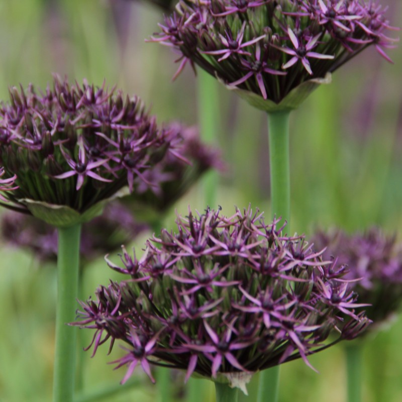 Allium 'Firmament' Allium 'Firmament'