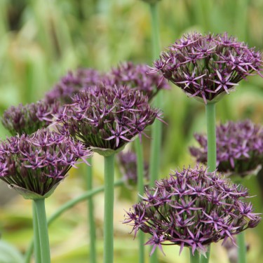Allium 'Firmament' Allium 'Firmament'