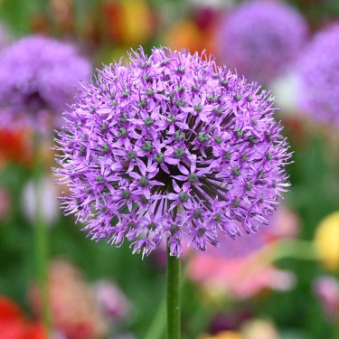 Allium 'Gladiator'