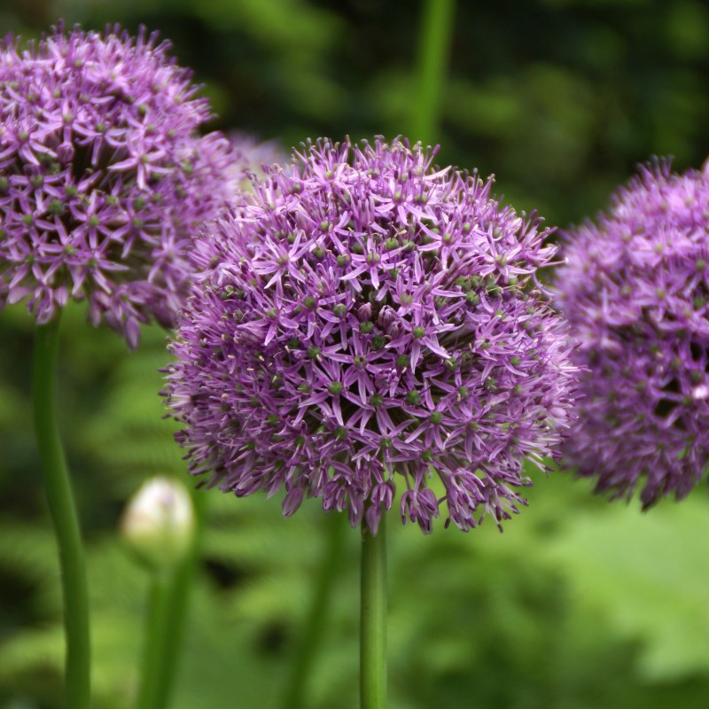 Allium 'Gladiator' Allium 'Gladiator'