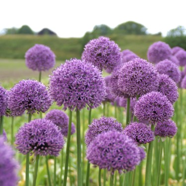 Allium 'Gladiator' Allium 'Gladiator'