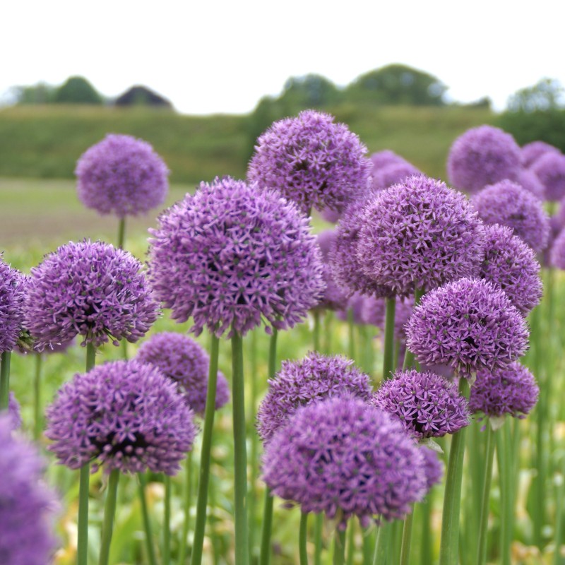 Allium 'Gladiator' Allium 'Gladiator'