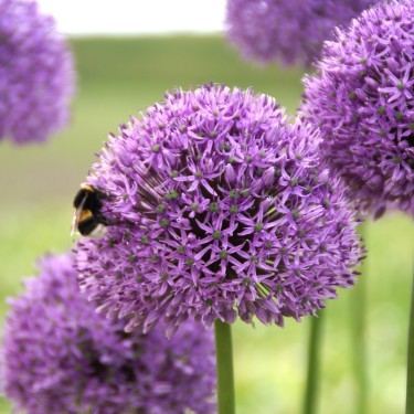 Allium 'Gladiator' Allium 'Gladiator'