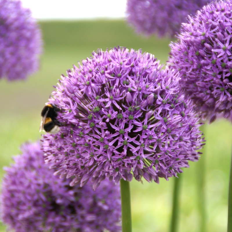 Allium 'Gladiator' Allium 'Gladiator'
