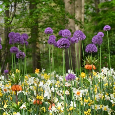 Allium 'Gladiator' Allium 'Gladiator'