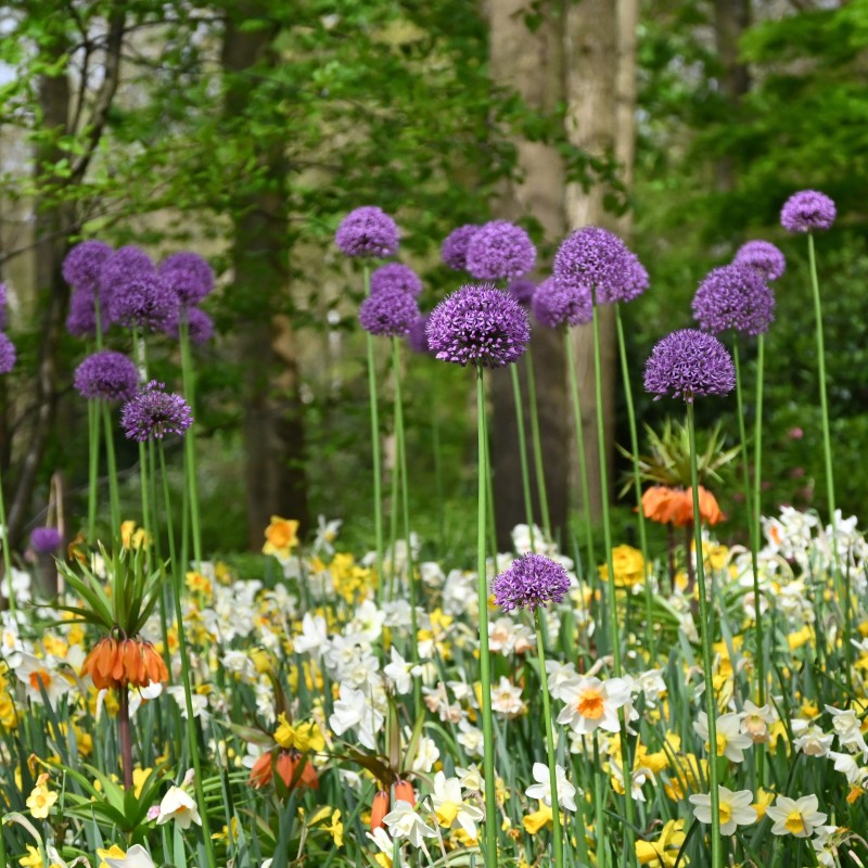 Allium 'Gladiator' Allium 'Gladiator'