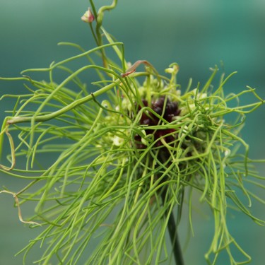 Allium 'Hair' Allium 'Hair'