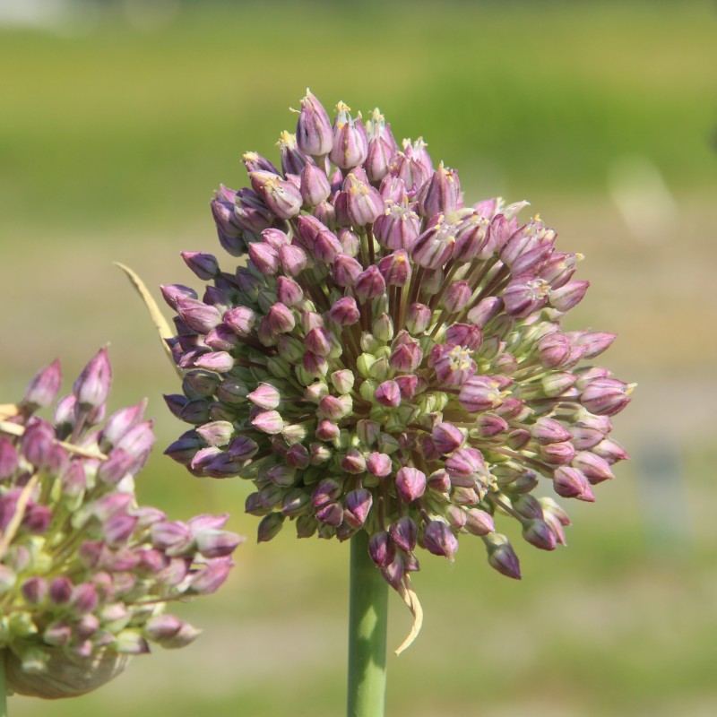 Allium 'Jasmine' Allium 'Jasmine'