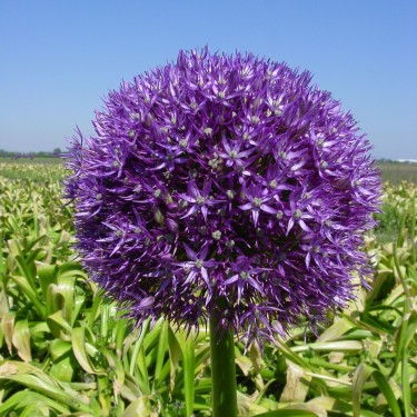Allium 'Pinball Wizard'