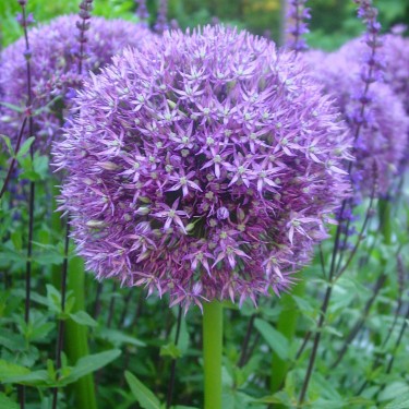 Allium 'Pinball Wizard' Allium 'Pinball Wizard'
