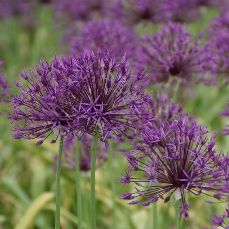 Allium 'Purple Rain' Allium 'Purple Rain'
