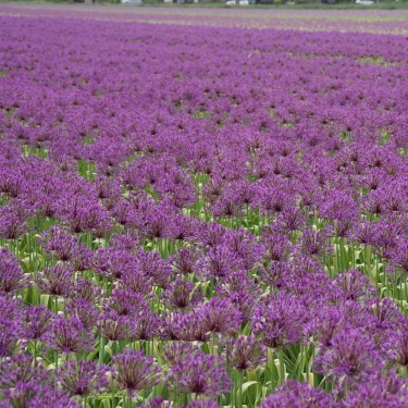 Allium 'Purple Rain' Allium 'Purple Rain'