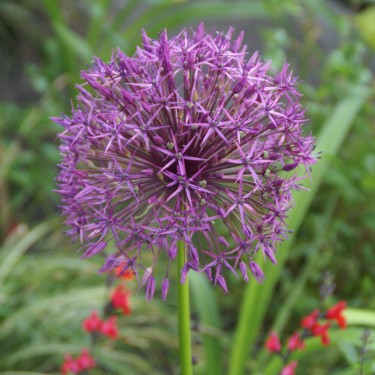 Allium 'Purple Rain' Allium 'Purple Rain'