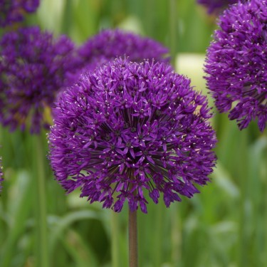 Allium 'Purple Sensation' Allium 'Purple Sensation'