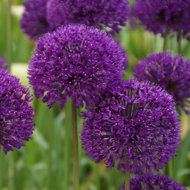 Allium 'Purple Sensation' Allium 'Purple Sensation'