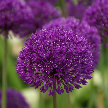 Allium 'Purple Sensation'