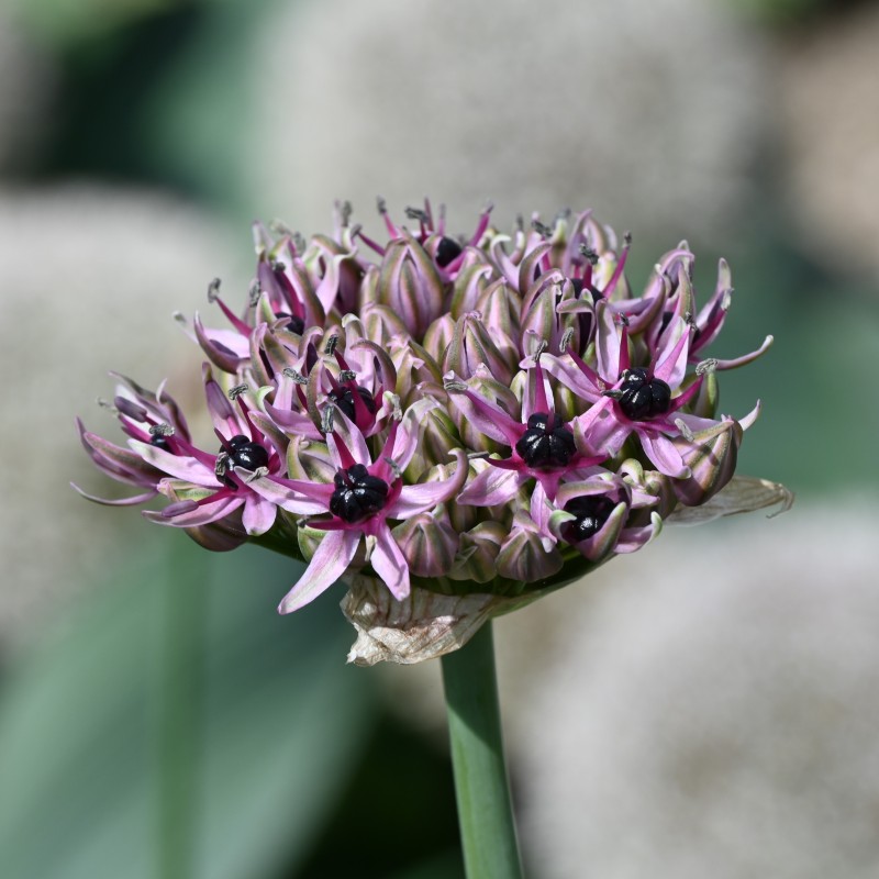 Allium 'Starlight' Allium 'Starlight'