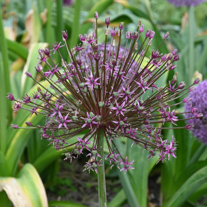 Allium 'Toabago' Allium 'Toabago'