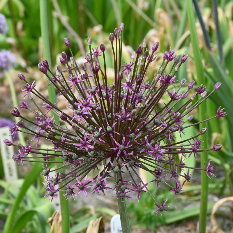 Allium 'Toabago' Allium 'Toabago'