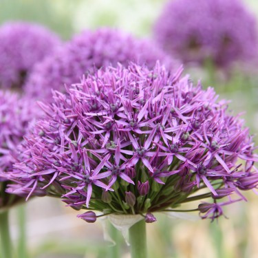 Allium 'Violet Beauty'