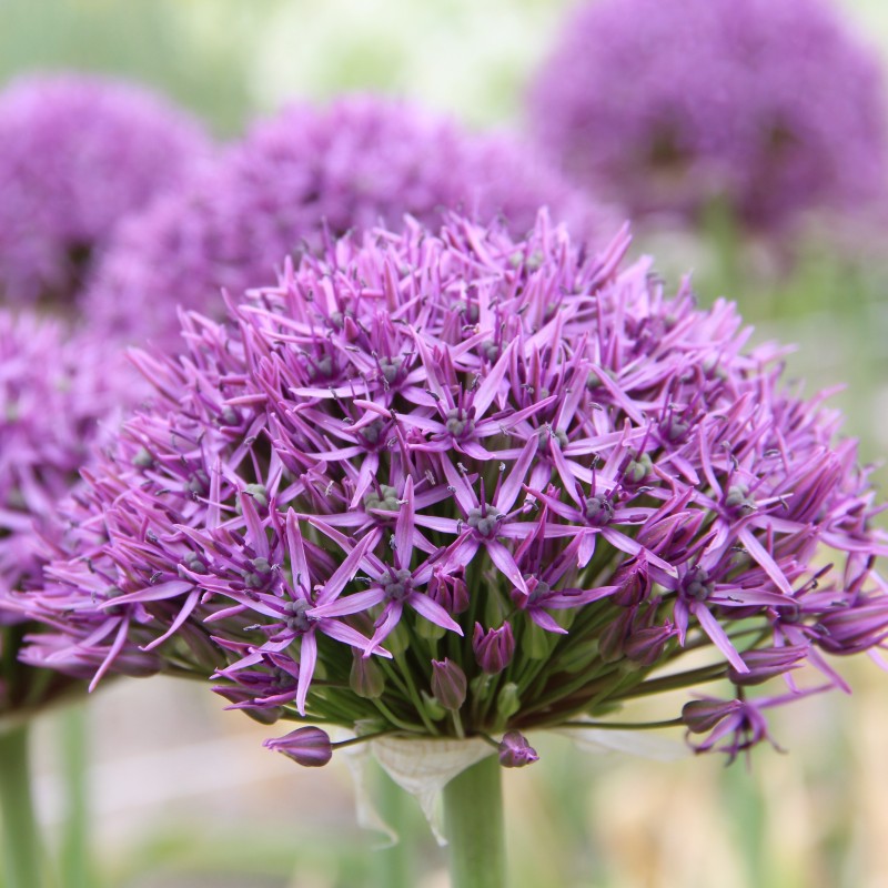 Allium 'Violet Beauty' Allium 'Violet Beauty'