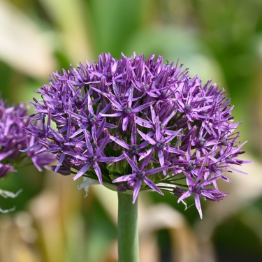 Allium 'Violet Beauty' Allium 'Violet Beauty'