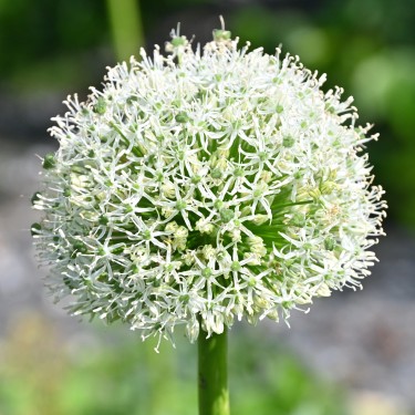 Allium 'White Giant'