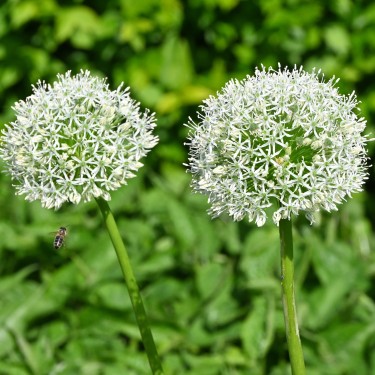 Allium 'White Giant' Allium 'White Giant'