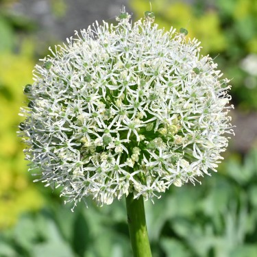 Allium 'White Giant' Allium 'White Giant'