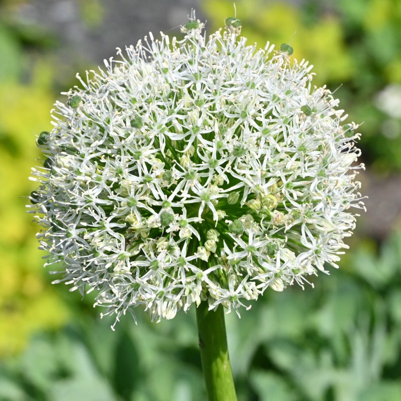 Allium 'White Giant' Allium 'White Giant'