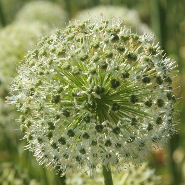 Allium altissimum 'Album'
