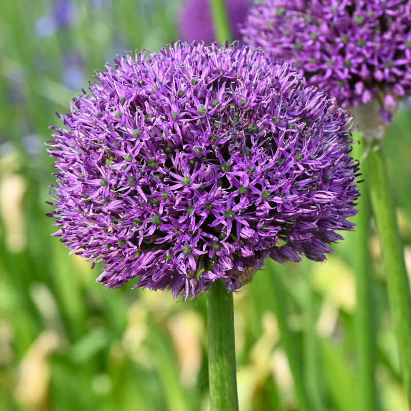 Allium altissimum 'Goliath' Allium altissimum 'Goliath'